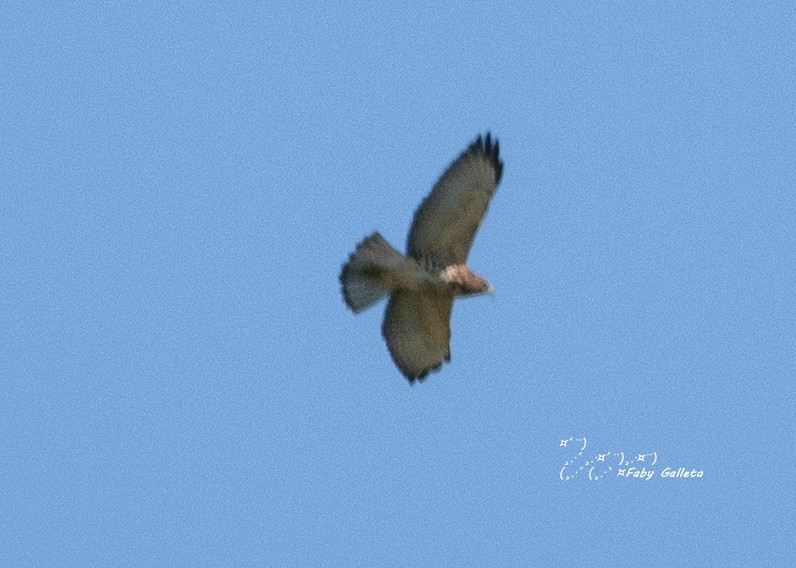 Broad-winged Hawk - Faby Galleta 🐦🦅