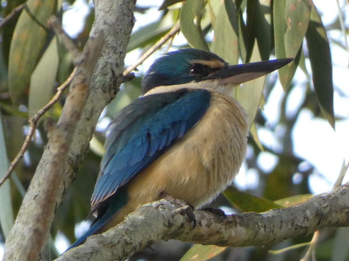 Sacred Kingfisher (Australasian) - ML485153931