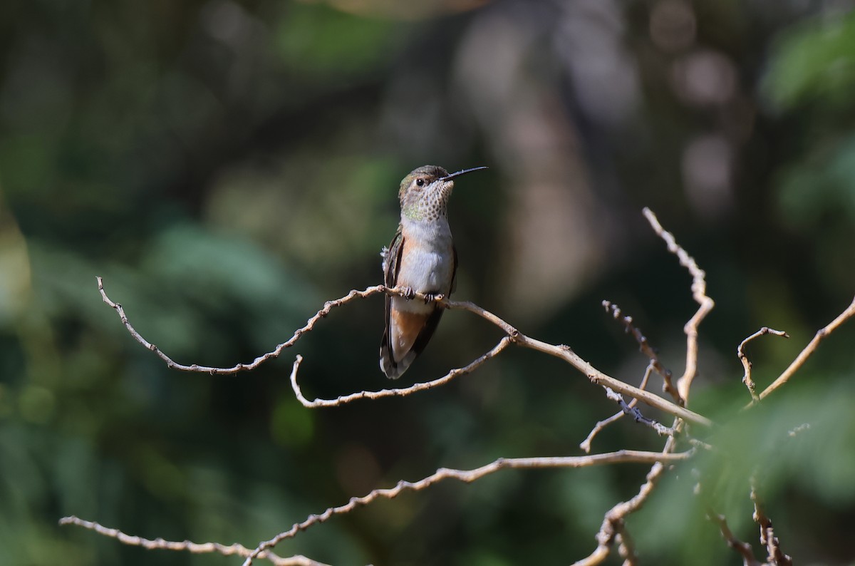 Rufous Hummingbird - ML485154251