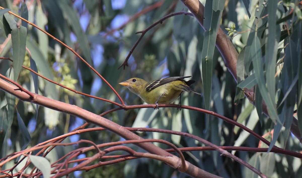 Western Tanager - Corry Chen