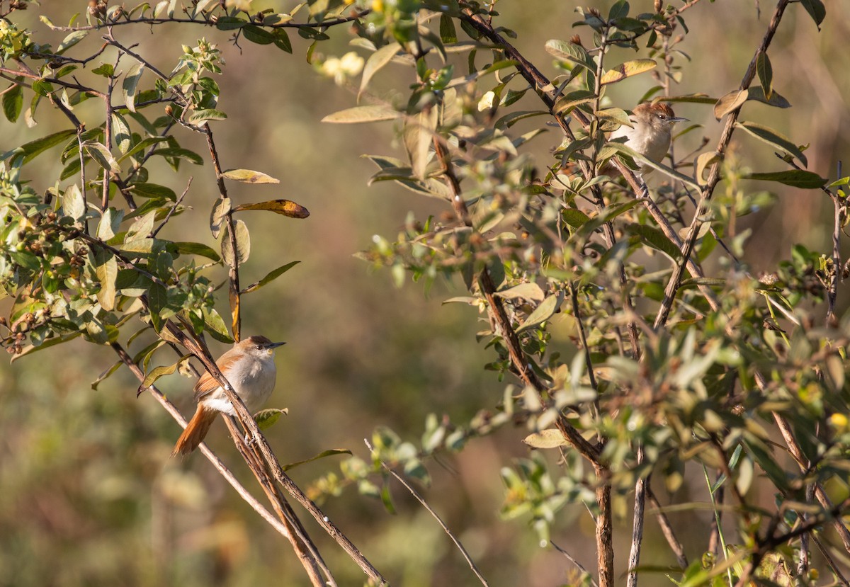 Yellow-chinned Spinetail - ML485154871