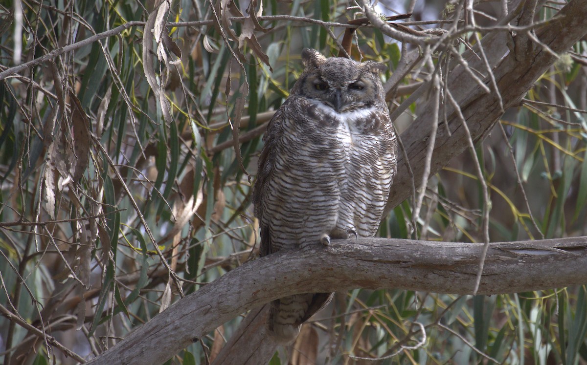 Great Horned Owl - ML485156191