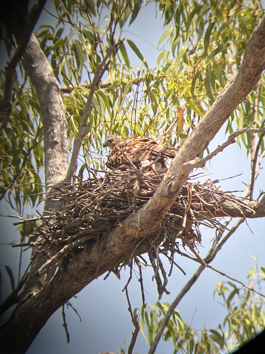 Red Goshawk - ML485157811