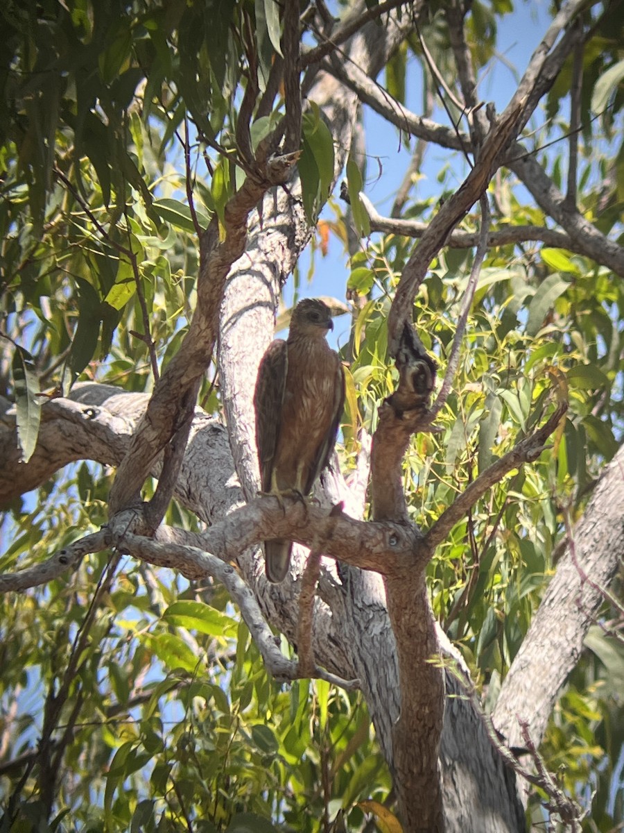 Red Goshawk - ML485157821