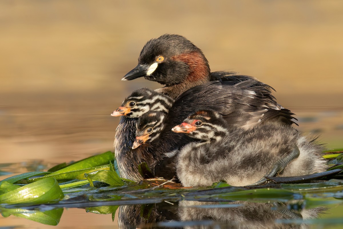 Australasian Grebe - ML485157931