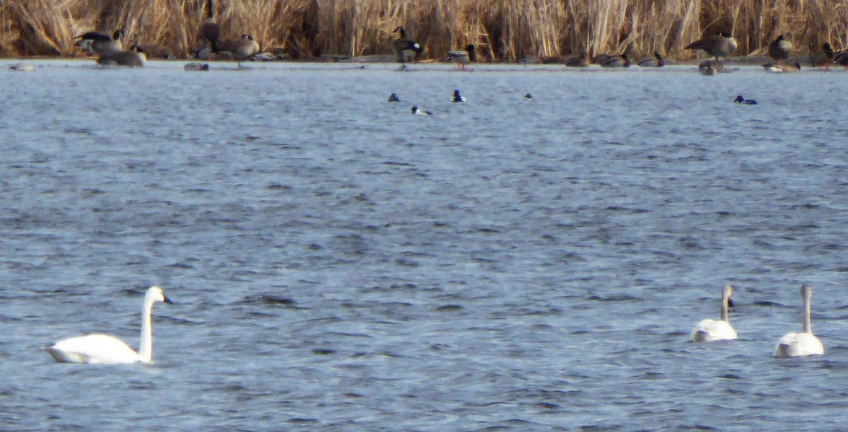 Tundra Swan - ML48515941