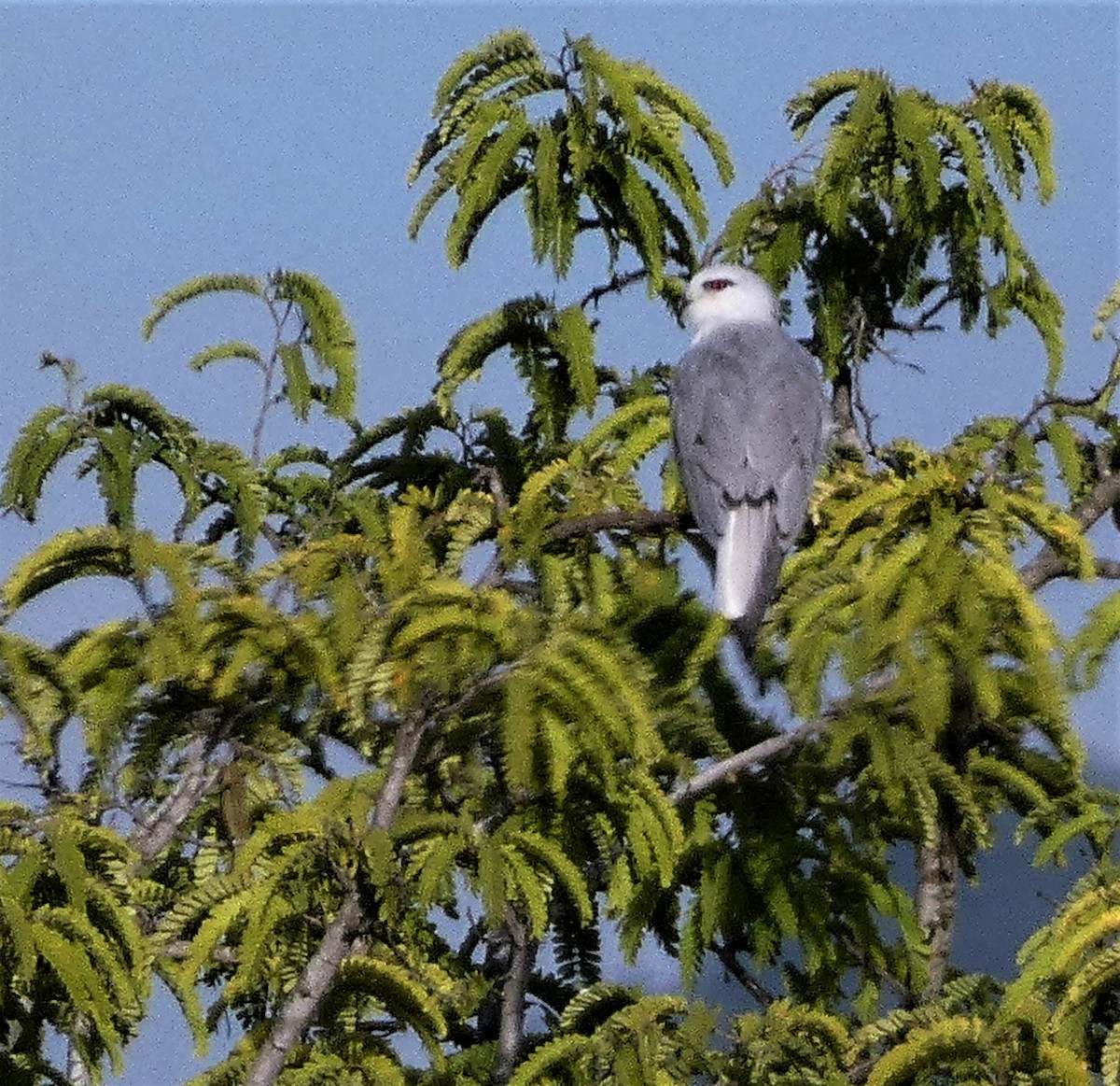 Black-winged Kite - ML485159901