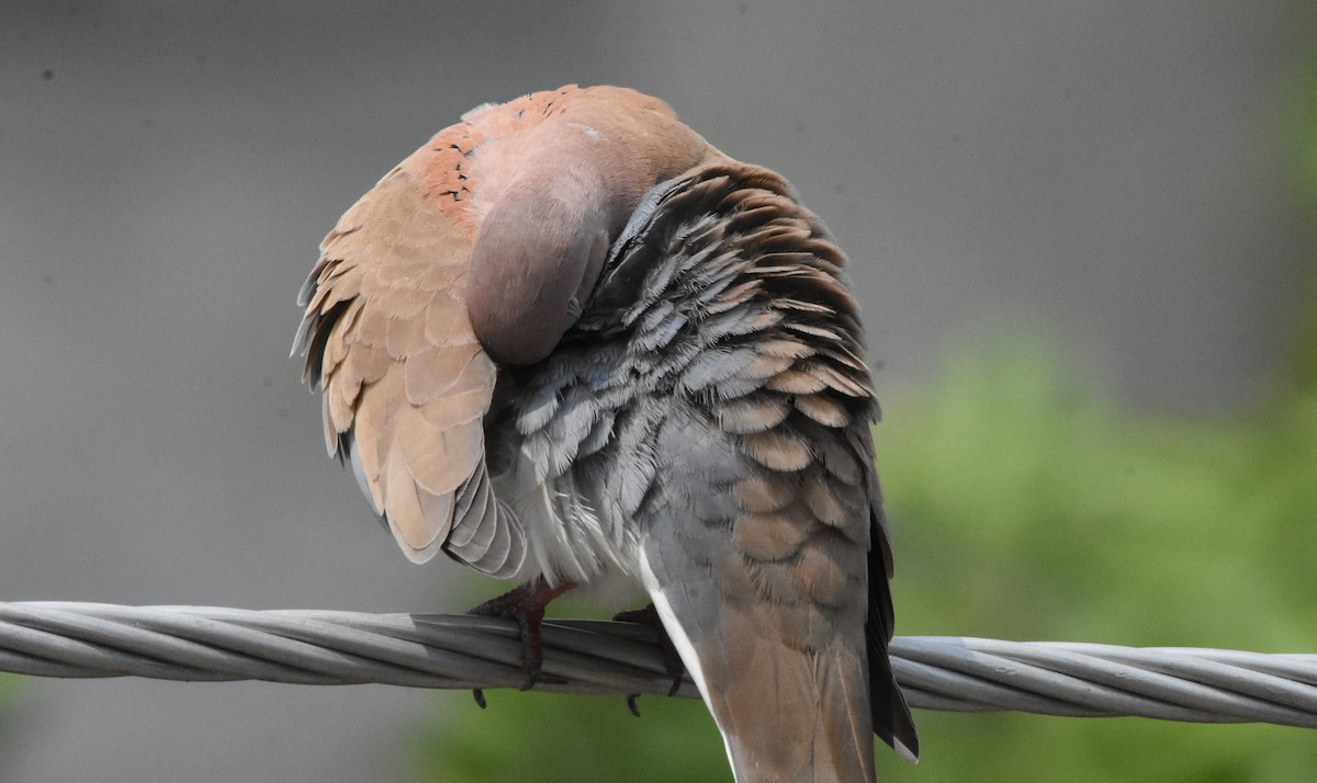 Laughing Dove - ML485161711