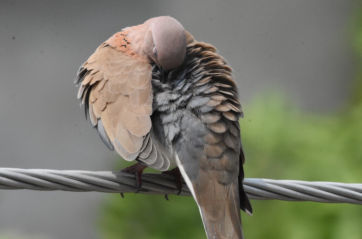 Laughing Dove - ML485161721