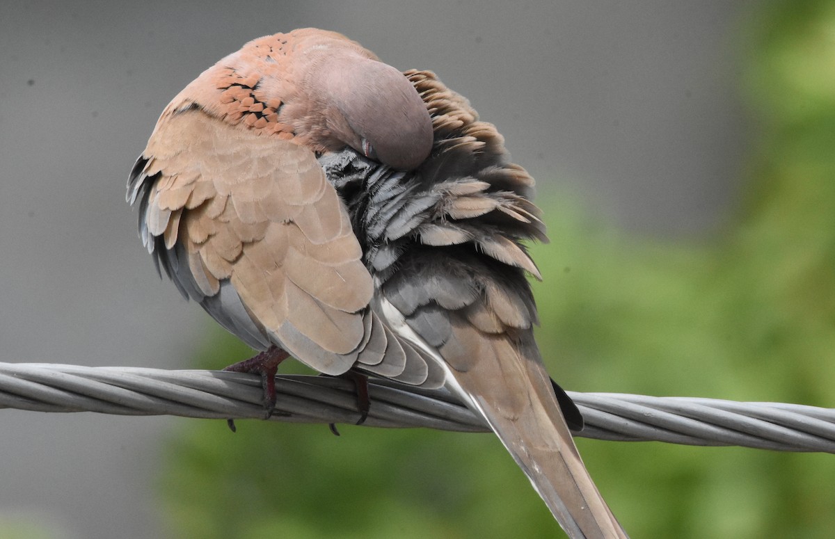 Laughing Dove - ML485161731