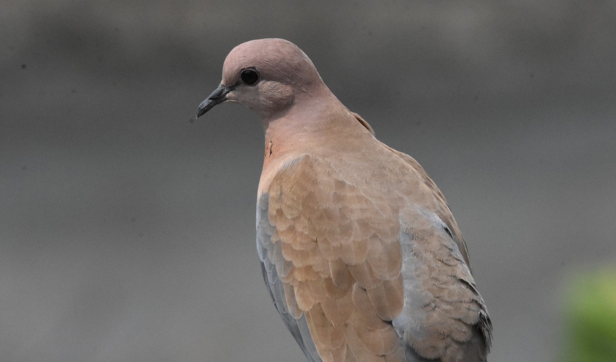 Laughing Dove - ML485161741