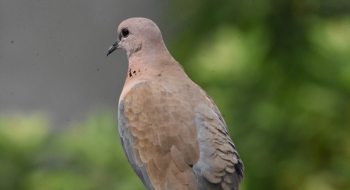 Laughing Dove - ML485161761
