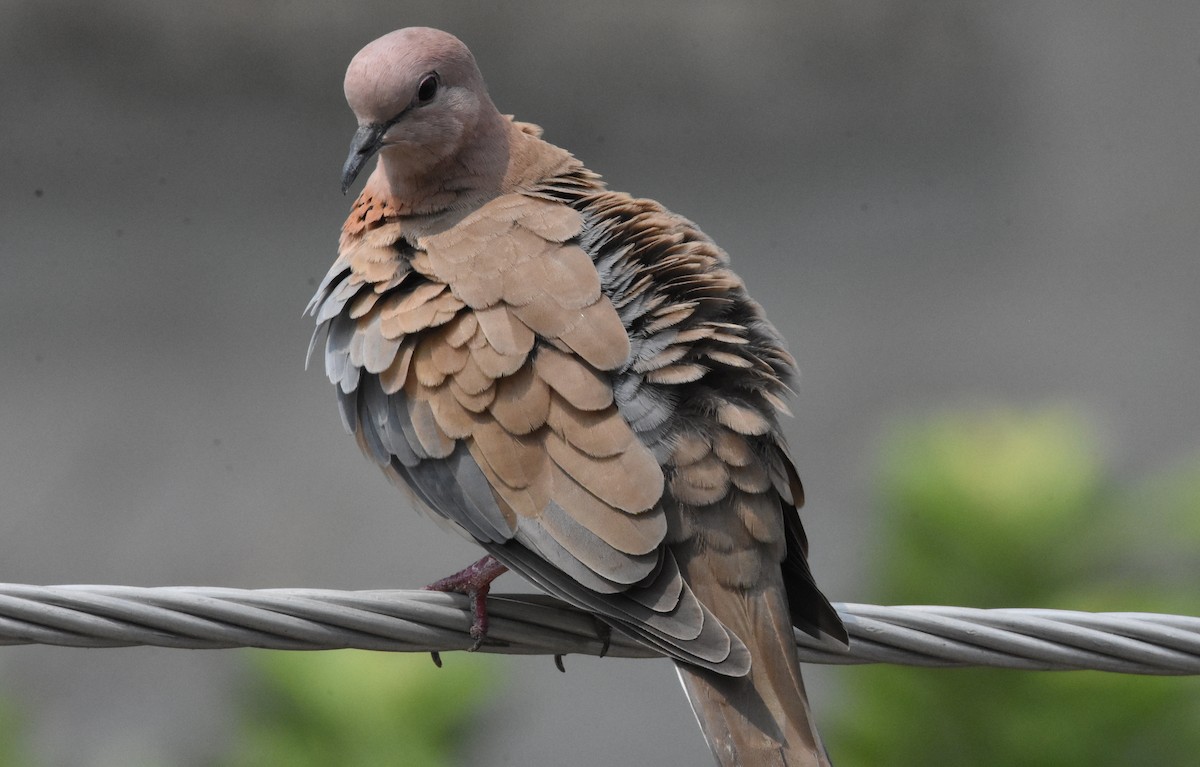 Laughing Dove - ML485161771