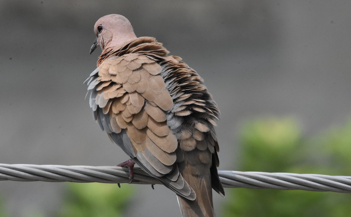 Laughing Dove - ML485161781