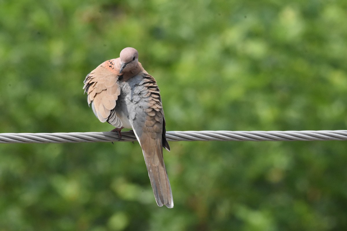 Laughing Dove - Sanjiv Khanna