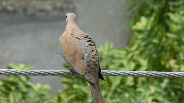 Laughing Dove - ML485162031