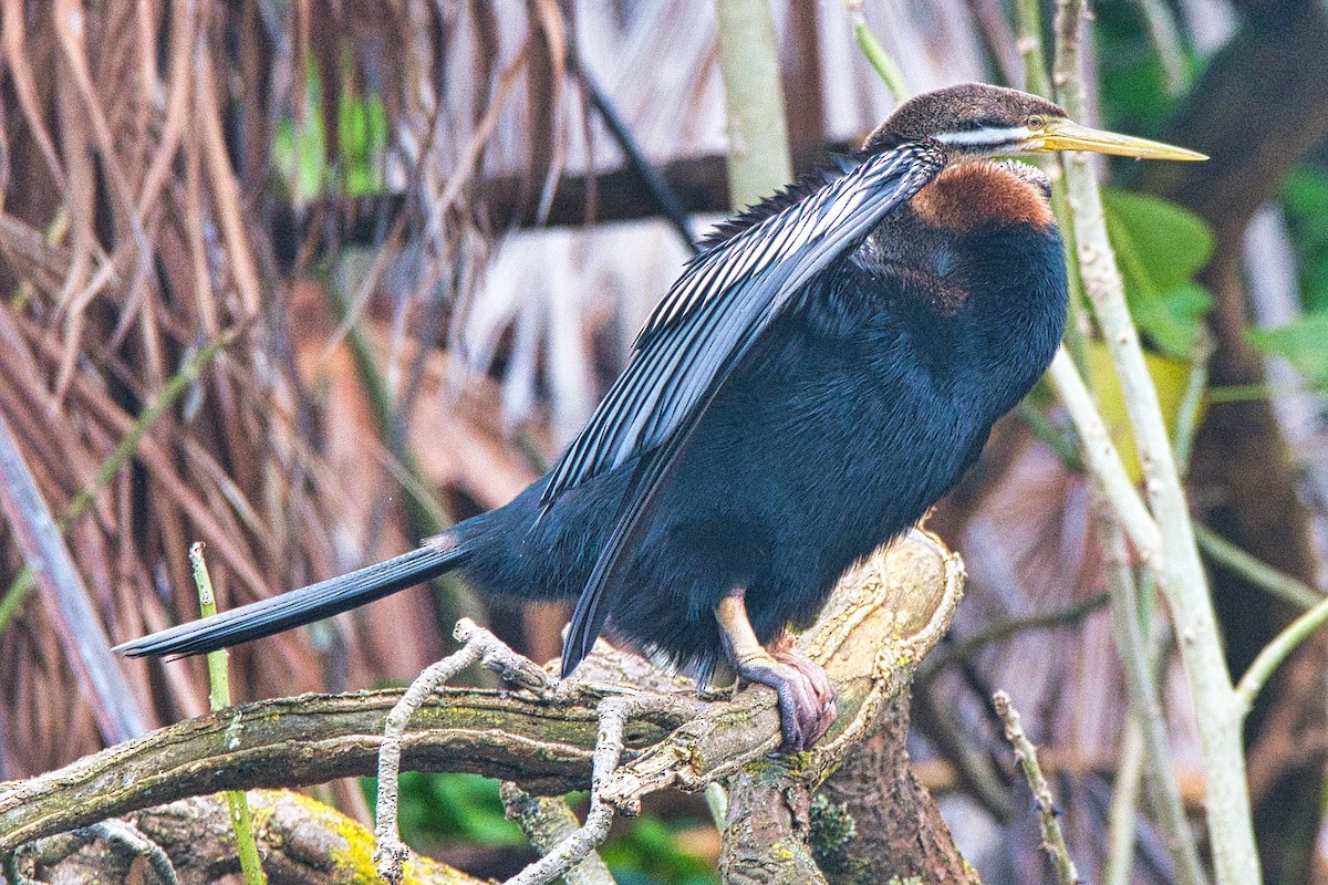 Australasian Darter - Alfons  Lawen