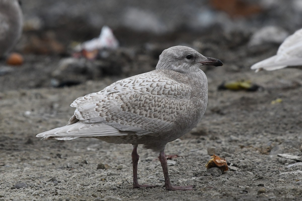 Gaviota (Larus) sp. - ML485163011