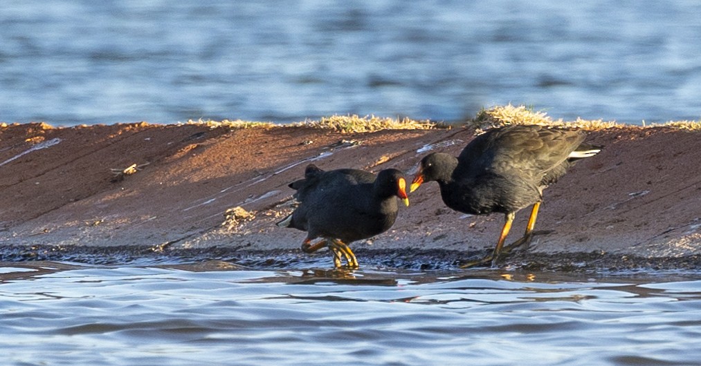 Dusky Moorhen - ML485163101