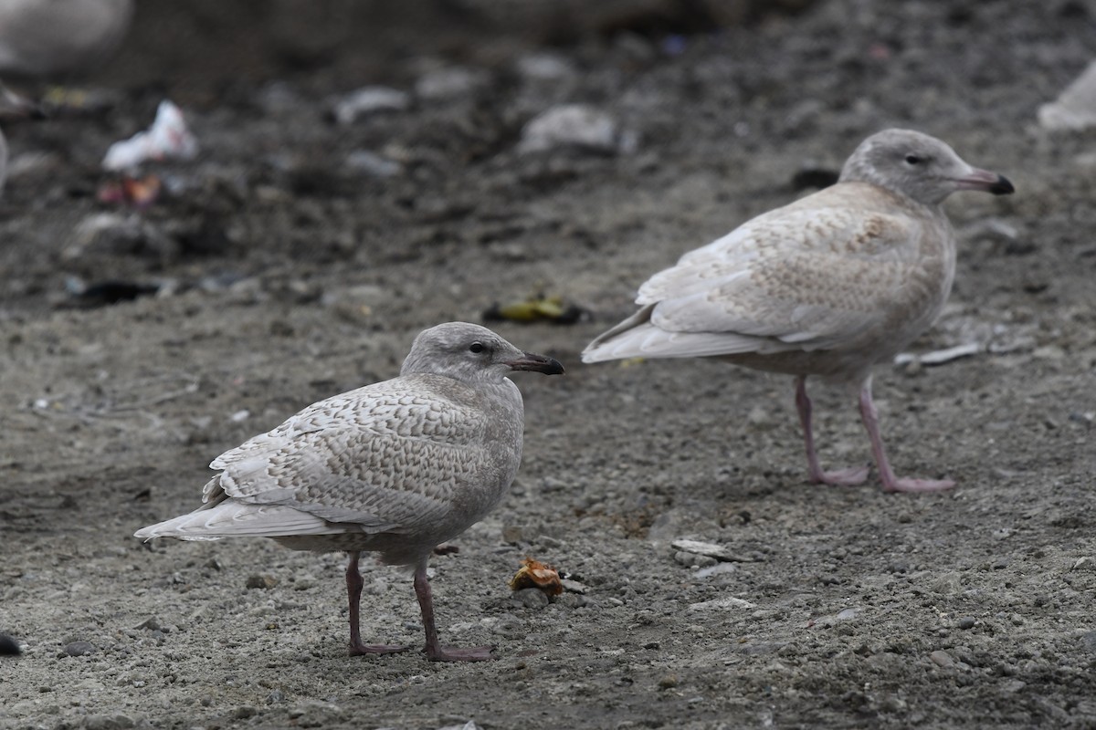 Gaviota (Larus) sp. - ML485163241