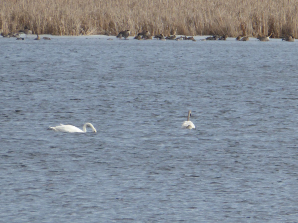 Tundra Swan - ML48516341