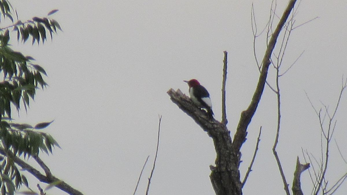 Red-headed Woodpecker - ML485163491