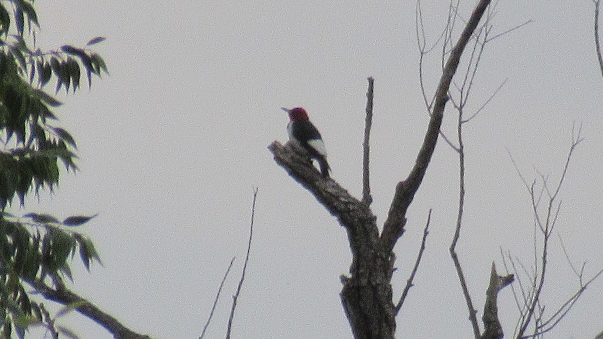 Red-headed Woodpecker - ML485163591
