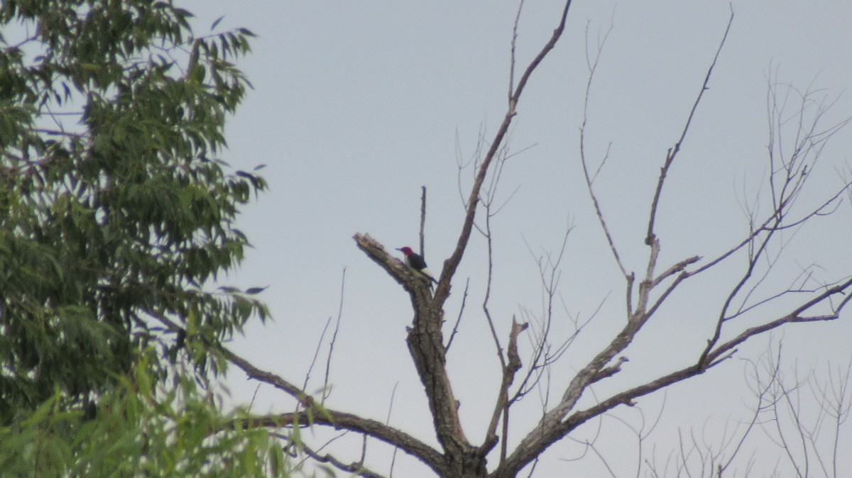 Red-headed Woodpecker - ML485163661