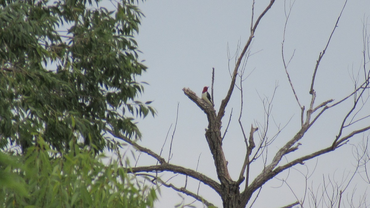 Red-headed Woodpecker - ML485163671
