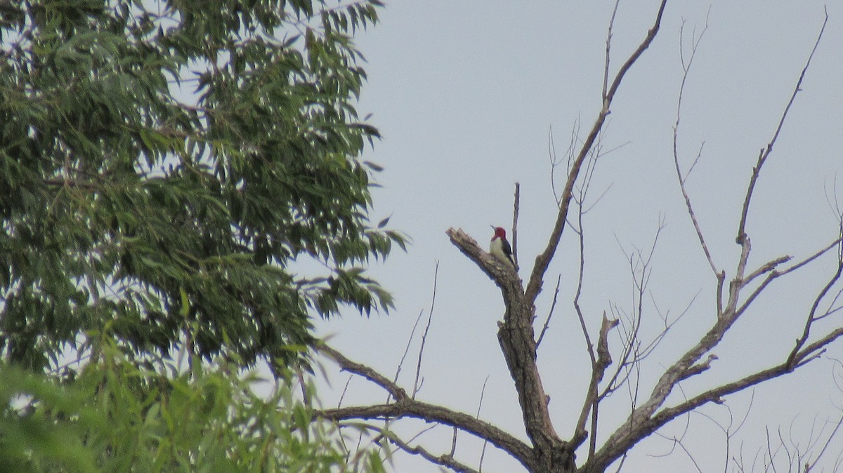 Red-headed Woodpecker - ML485163781