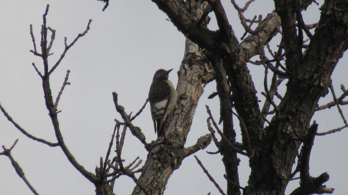 Red-headed Woodpecker - ML485163961