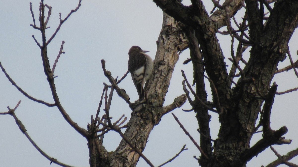 Red-headed Woodpecker - ML485164011