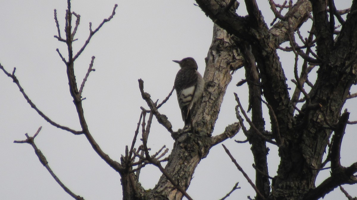 Red-headed Woodpecker - ML485164041