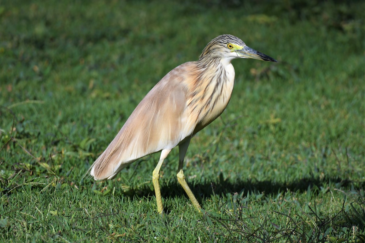 Squacco Heron - ML485164411