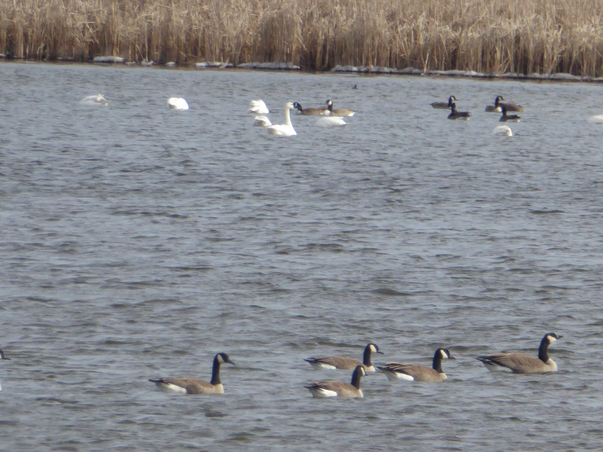 Tundra Swan - ML48516471