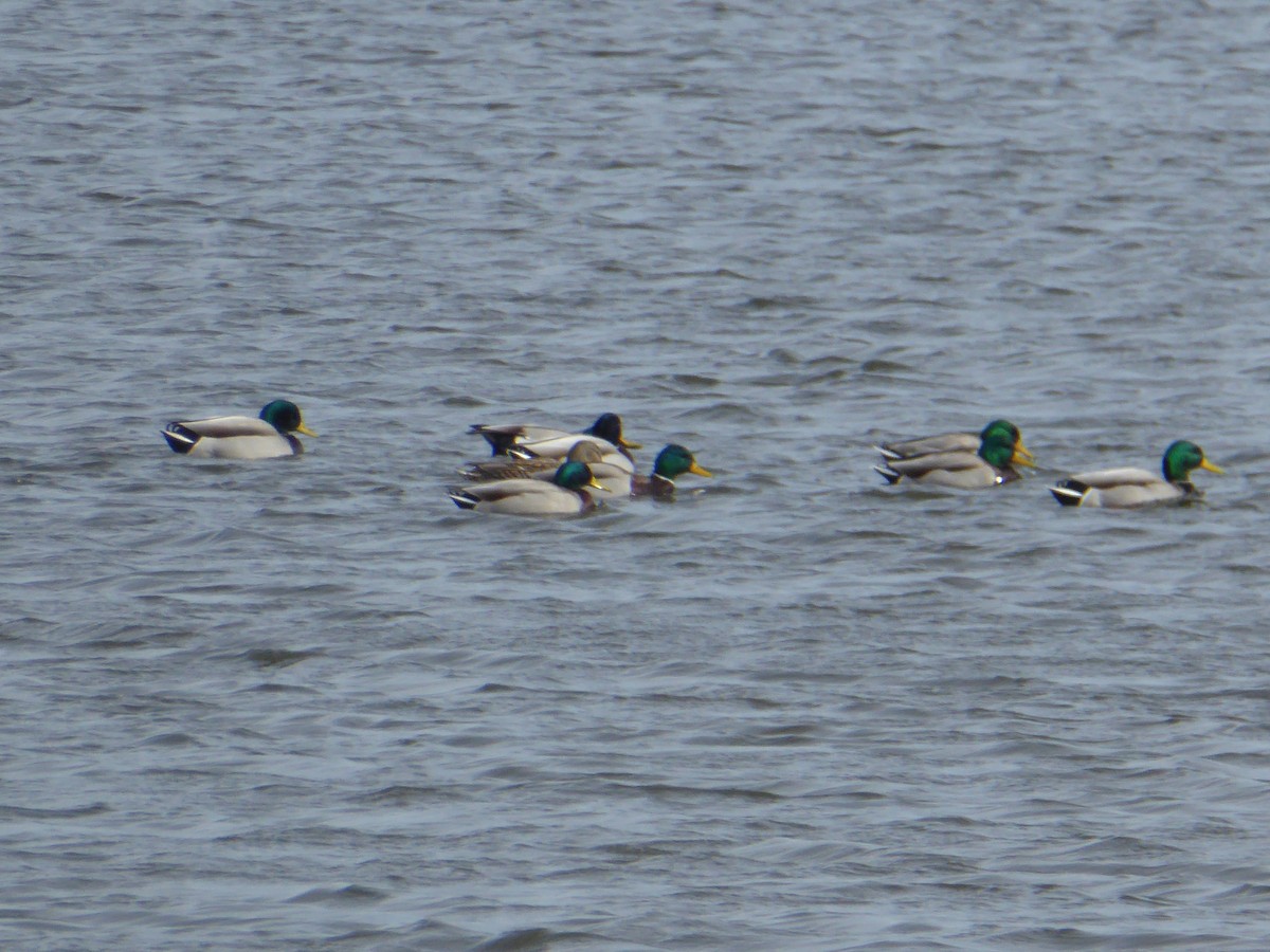 Mallard - ML48516661