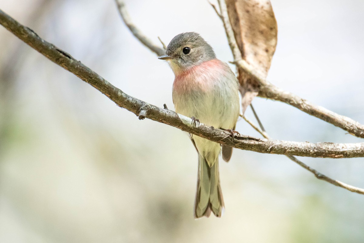 Rose Robin - Felix Watson