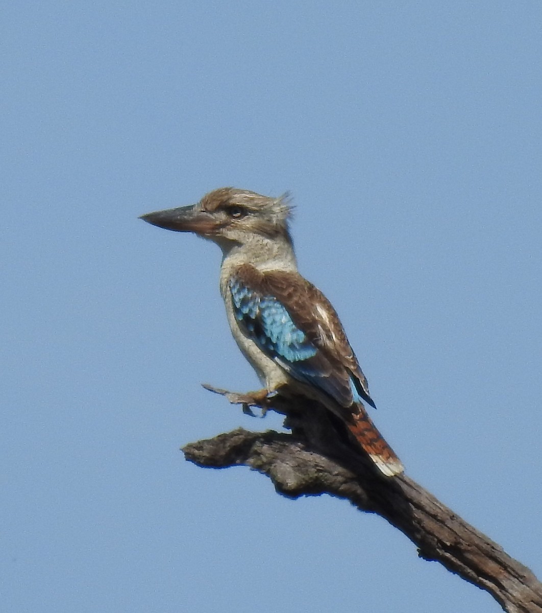 Blue-winged Kookaburra - ML485167541