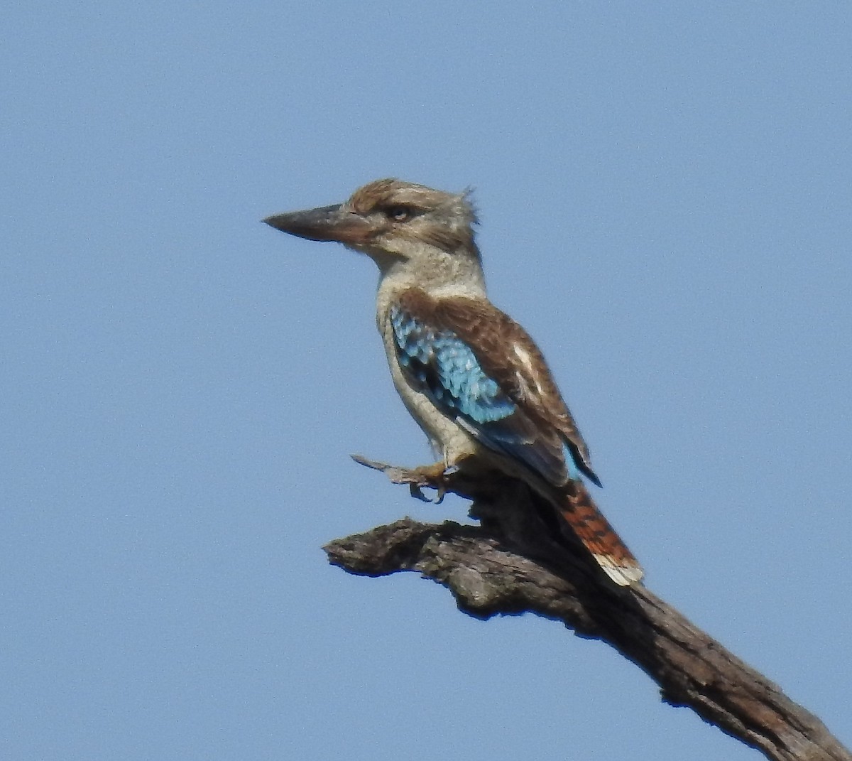 Blue-winged Kookaburra - ML485167551