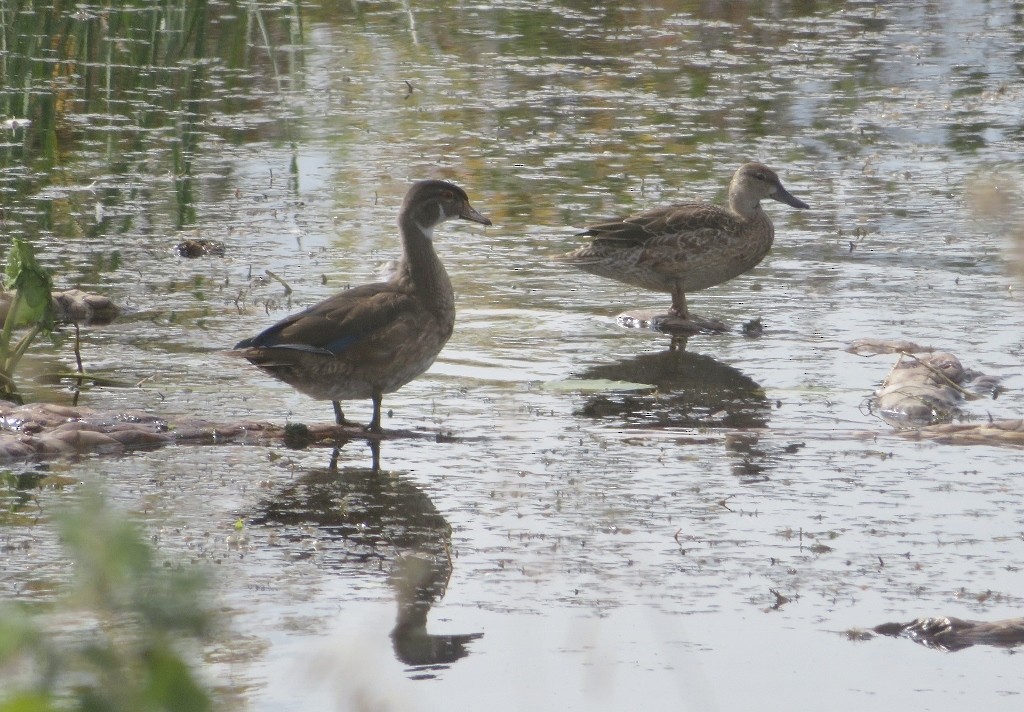 Wood Duck - ML485169801