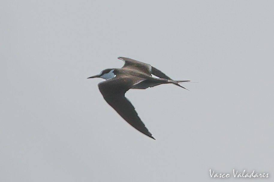 Sooty Tern - ML485169811