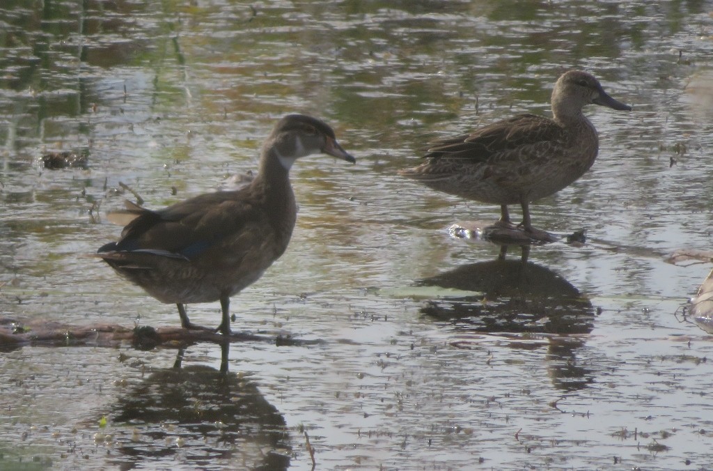 Canard branchu - ML485169831