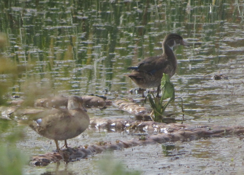 Wood Duck - ML485169851