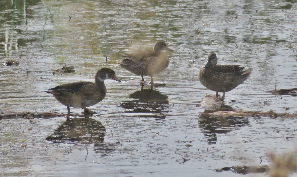 Wood Duck - ML485169881