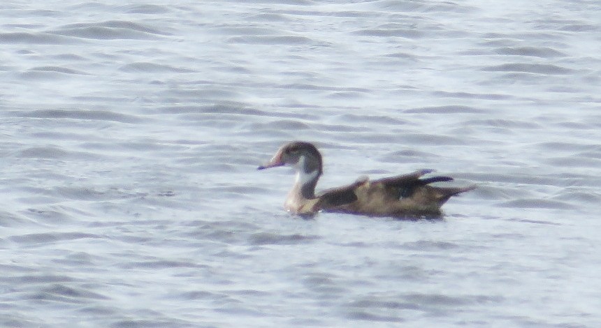 Wood Duck - ML485169891