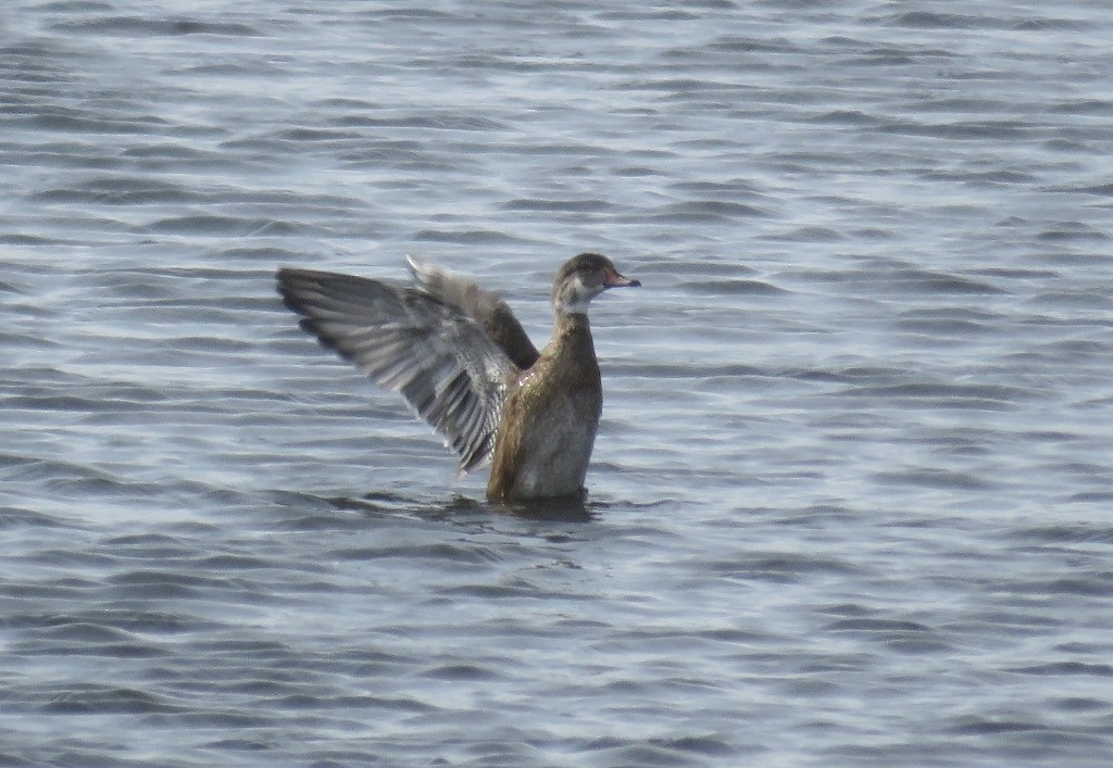 Wood Duck - ML485169911