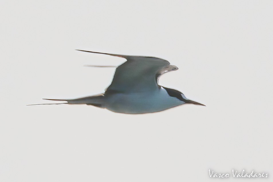 Sooty Tern - ML485169961