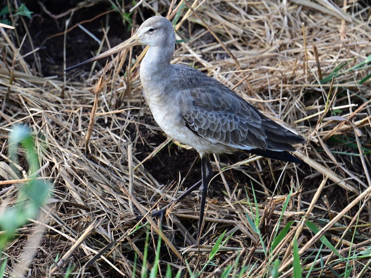 Black-tailed Godwit - ML485170541