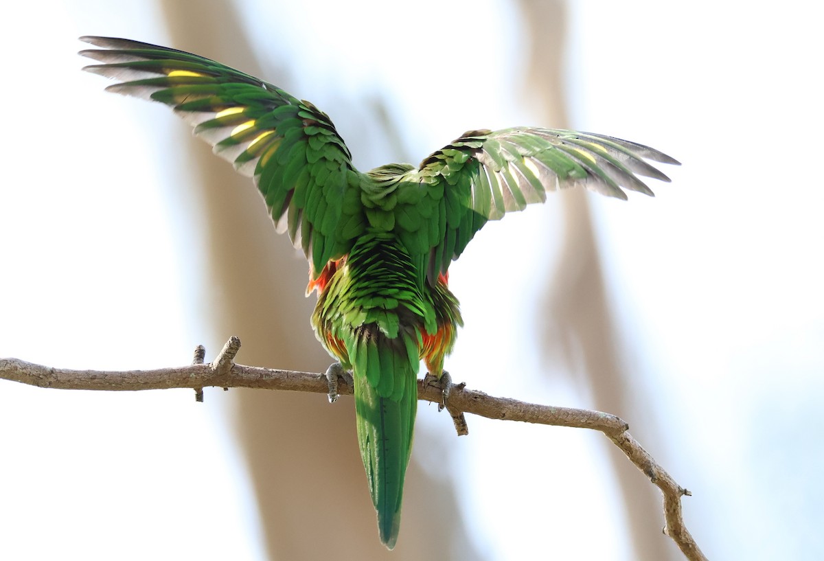 Rainbow Lorikeet - ML485170601