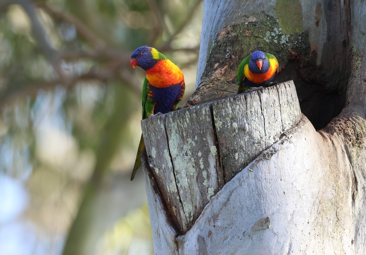 Rainbow Lorikeet - ML485170631